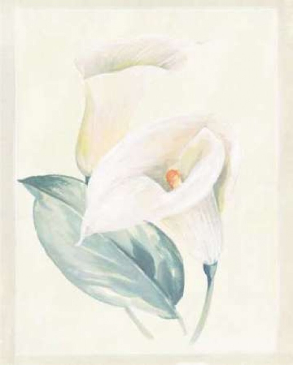 Calla Lily I Poster Print by Paul Hargittai - Item # VARPDXHAR214